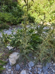 Cirsium eatonii clokeyi