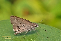 Suastus gremius