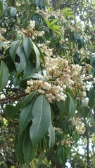 Pieris formosa