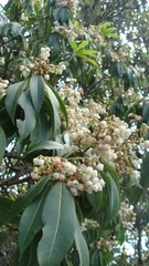 Pieris formosa