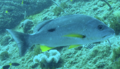 Lutjanus russellii