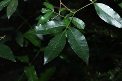 Bouchardatia neurococca