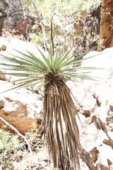 Yucca schottii