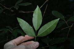 Bouchardatia neurococca