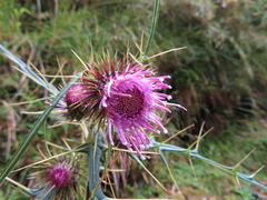 Cirsium tatakaense