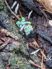 Xylaria longiana