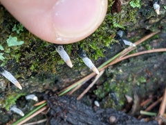 Xylaria longiana