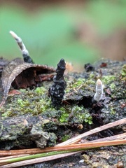 Xylaria longiana
