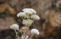 Ageratina paupercula