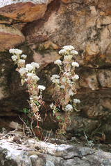 Ageratina paupercula