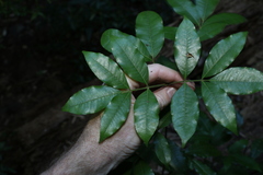 Bouchardatia neurococca