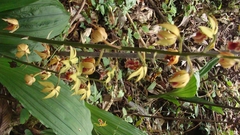 Calanthe tricarinata