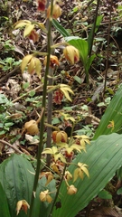 Calanthe tricarinata