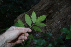 Bouchardatia neurococca