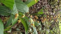 Calanthe tricarinata