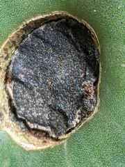 Phyllosticta concava