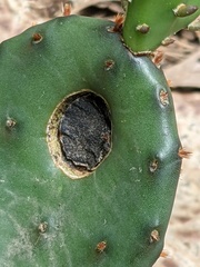 Phyllosticta concava