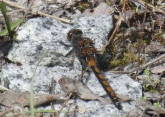 Leucorrhinia borealis