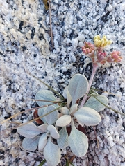Eriogonum lobbii