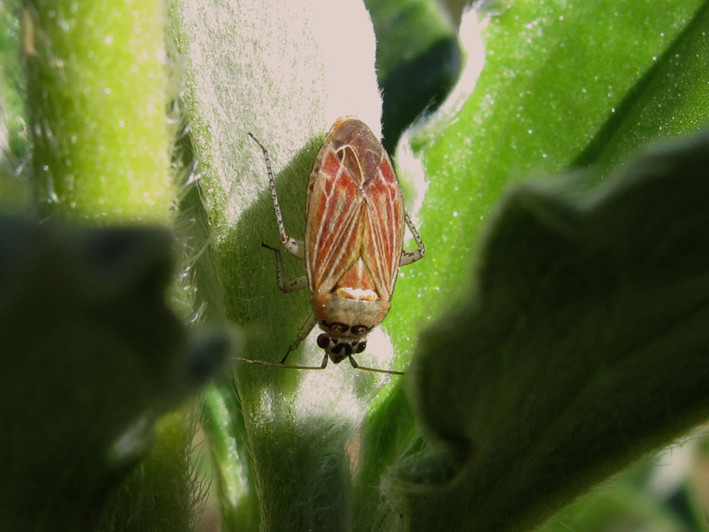 Pachyxyphus lineellus