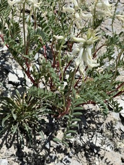 Astragalus pattersonii