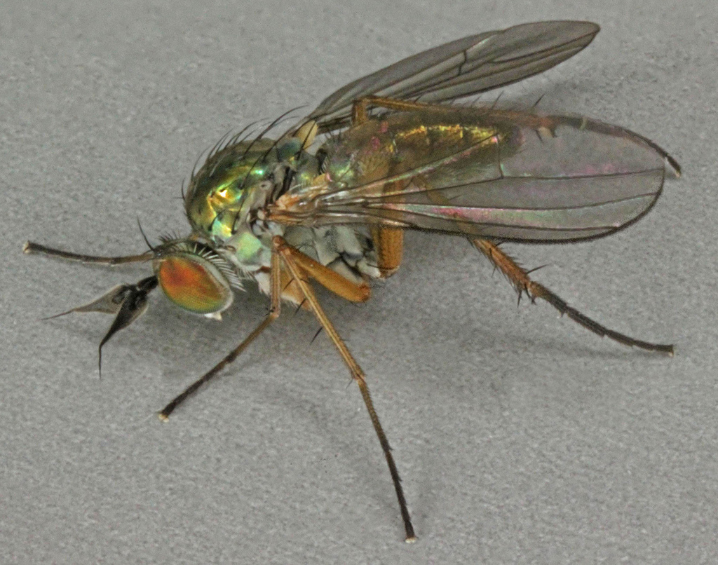 Syntormon