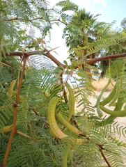 Prosopis chilensis
