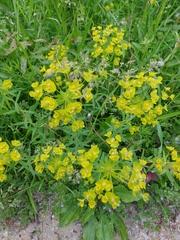 Euphorbia virgata