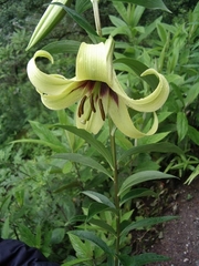 Lilium nepalense