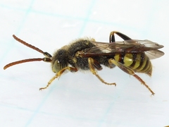 Nomada imbricata