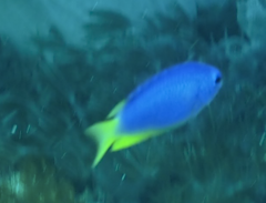 Pomacentrus coelestis