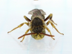 Nomada imbricata