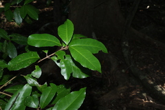 Croton acronychioides