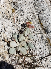 Eriogonum lobbii