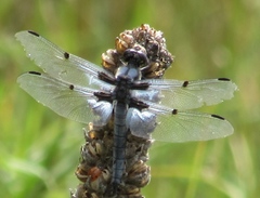 Libellula nodisticta