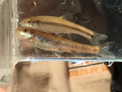 Macrhybopsis etnieri