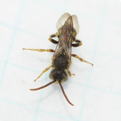Nomada imbricata