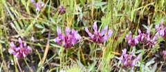 Trifolium variegatum