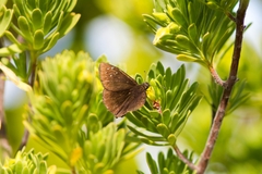 Ephyriades brunnea