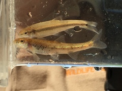 Macrhybopsis etnieri