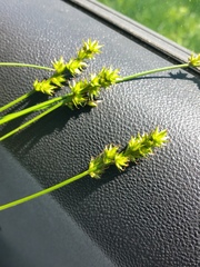 Carex spicata