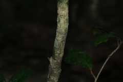 Croton acronychioides