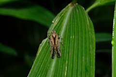 Orthopagus splendens