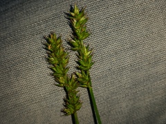 Carex spicata