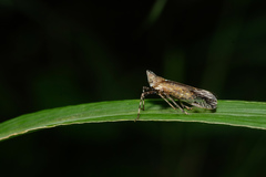 Orthopagus splendens