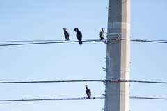 Phalacrocorax auritus image