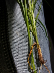 Carex spicata
