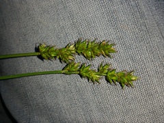 Carex spicata