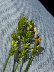 Carex spicata