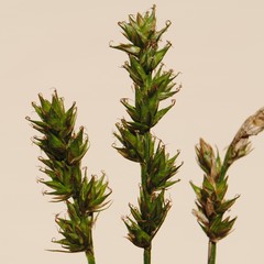 Carex spicata